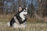 ALASKAN MALAMUTE 786